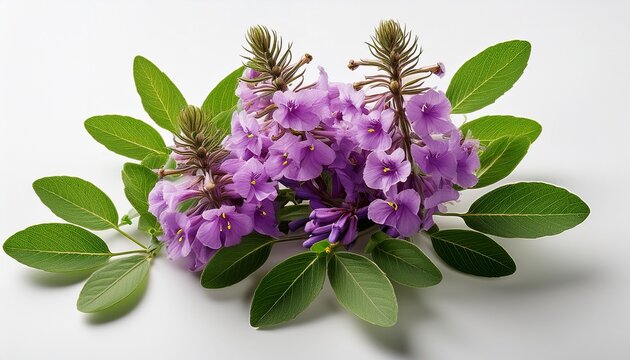vitex agnus castus flowering plant with green leaves on a plain white background showcasing its vibrant purple blooms