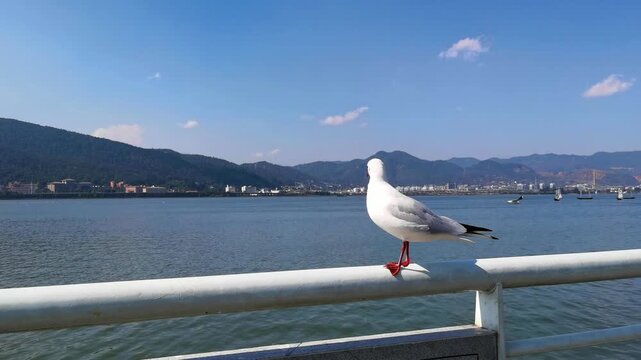 Red-billed Gull at Dianchi Lake with Mountain Views