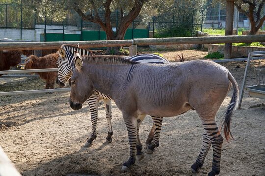 A zonkey, or Equus asinus, a hybrid between zebra and donkey in a farm in Greece