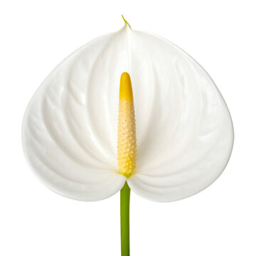 Anthurium Elegance Isolated On White Background: A delicate white anthurium flower, showcasing its signature heart-shaped spathe and contrasting yellow spadix, embodies purity and grace.