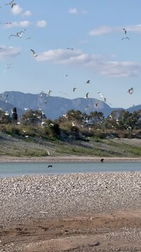 A large group of seagulls is taking flight over a pebbly riverbank. Blue mountains in the background. Calm water and green bushes. Bright sunny day. Clear blue sky.