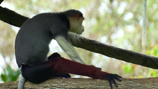 A Red-shanked douc langur rests under the shade, close up shot.