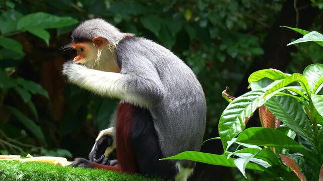 An adult red-shanked douc langur eating food, close up shot.