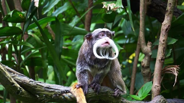 An Emperor tamarin monkey (Saguinus imperator) with a distinctive white mustache sits on a tree branch in a natural, lush green environment, scratching its tail, and agilely climb away, close up shot.