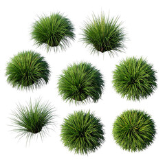 Obraz premium Green Ornamental Grasses Arrangement Isolated On White Background: A collection of vibrant green ornamental grasses, artfully arranged to showcase their unique textures and shapes.
