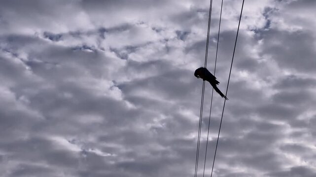 Solitary parrot silhouette resting on power lines, presenting a moment of urban wildlife against a backdrop of dense, grey clouds