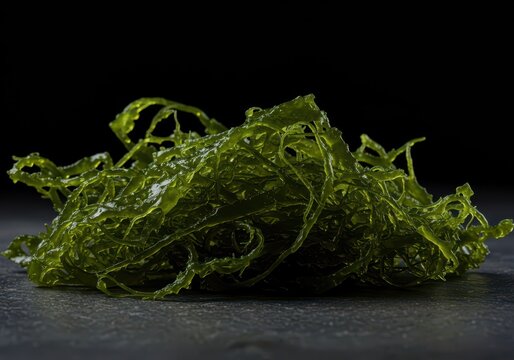 Raw Irish moss seaweed, or Chondrus crispus, harvested for its properties as a natural thickener and health supplement, textured, environment, health