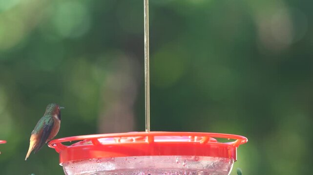Allen's hummingbird enjoying a moment of rest as it perches onto a saucer shaped nectar feeder in Irvine, Southern California, USA.