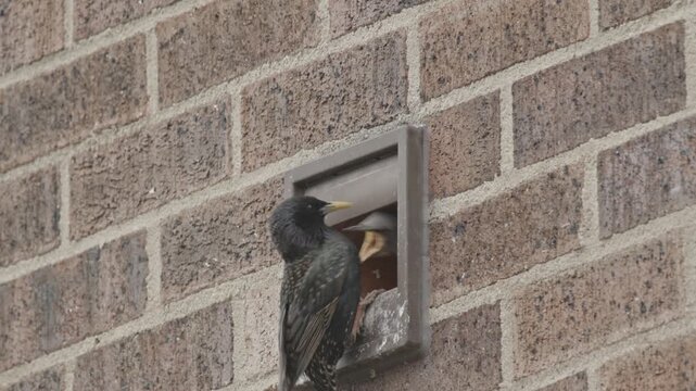 Adult Eurasian Starling Bird flies to nest in an fan extractor duct to feed juvenile starling, Urban brick wall, North Yorkshire, United Kingdom.
Canon C70, 25FPS, CLOG2,Closeup