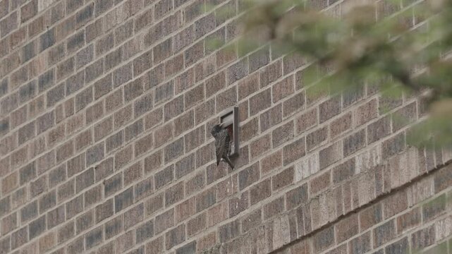 Adult Eurasian Starling Bird flies to nest in an fan extractor duct to feed juvenile starling, Urban brick wall, North Yorkshire, United Kingdom.
Canon C70, 25FPS, CLOG2, Wide shot