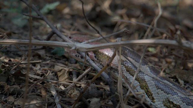 Indian Rock Python close up showing detailed scales and forked tongue tasting the air in natural habitat.