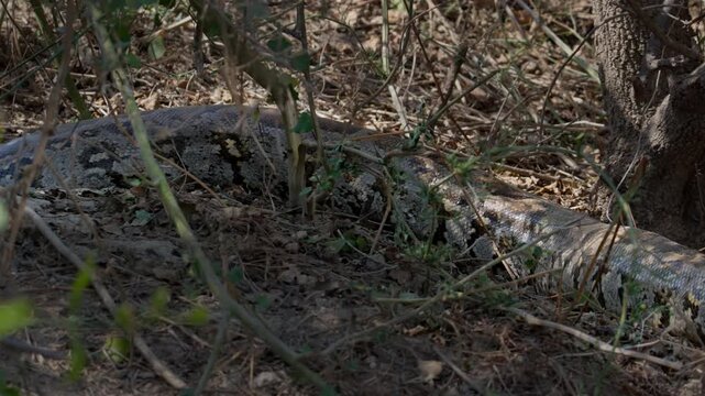 Indian Rock Python moving into ground hole among dry grass showing natural reptile shelter behavior.