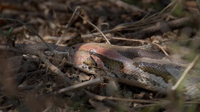 Indian Rock Python detailed head portrait with textured skin and active tongue movement on forest floor.