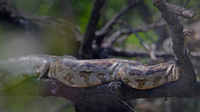 Indian Rock Python draped across tree branch blending with natural surroundings.
