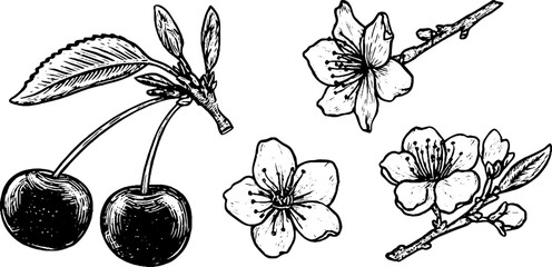 Naklejka premium Vintage hand drawn cherry fruit and blossom set for retro design