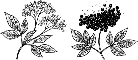 Naklejka premium Elderflower blossoms and elderberry cluster sketch for retro botanical design