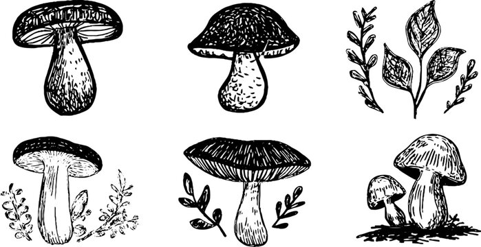 Vintage sketch of porcini, brown birch bolete, and aspen bole mushrooms set for design and print