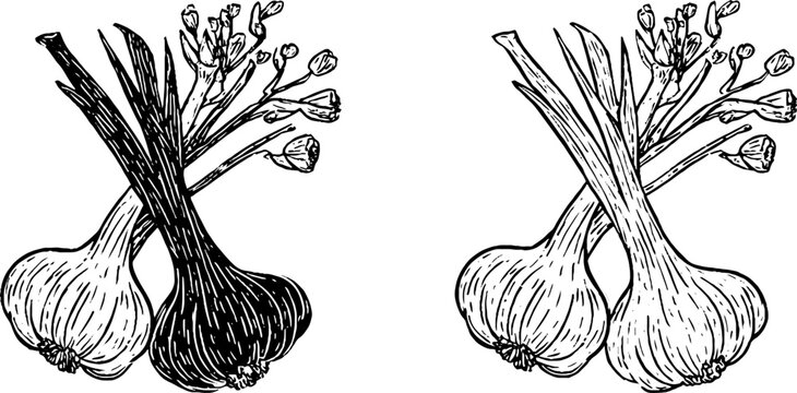 Vintage sketch of young garlic bulb and dried head with scapes for design