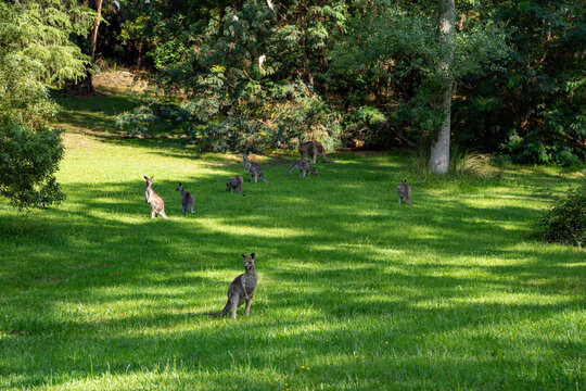Western grey kangaroos graze on a green lawn in the forest in summer. Maroondah Dam Reservoir, Australia, Victoria, 12.22.2025