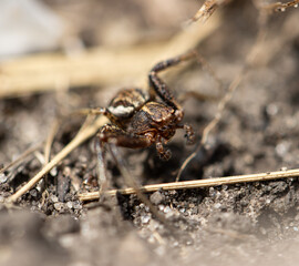A spider is on the ground