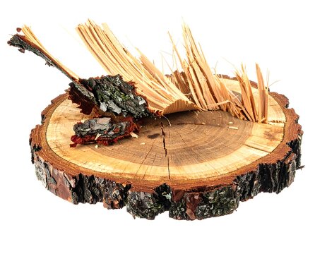 Sliced tree section with splintered wood on top. Rings visible, bark intact. Isolated against white
