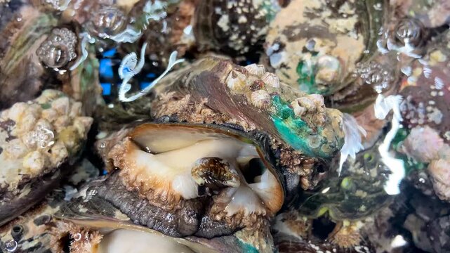 Fresh Abalone in Shell with Marine Life Underwater