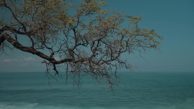 Neltuma pallida (formerly Prosopis pallida) is a species of mesquite tree. It has the common names kiawe (in Hawaii). Mauna Kea Beach Drive, The Big Island (Hawaiʻi Island). Pacific Ocean