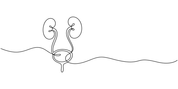 human urinary system bladder continuous one line drawing, bladder drawn with one line human organ. Continuous line drawing anatomical art.