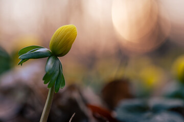 Ranniki – pierwsze wiosenne kwiaty w lesie w ciepłym porannym świetle © Elżbieta Kaps