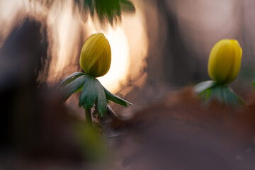 Ranniki – pierwsze wiosenne kwiaty w lesie w ciepłym porannym świetle © Elżbieta Kaps