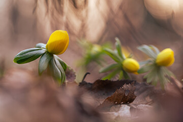 Ranniki – pierwsze wiosenne kwiaty w lesie w ciepłym porannym świetle © Elżbieta Kaps