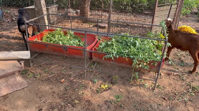 goats eating fresh green fodder in farm feeding