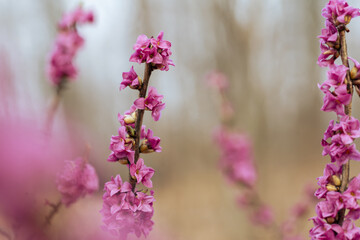 Kwitnący wawrzynek wilczełyko w porannym świetle wiosennego lasu © Elżbieta Kaps