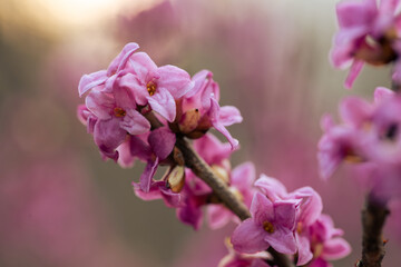 Kwitnący wawrzynek wilczełyko w porannym świetle wiosennego lasu © Elżbieta Kaps