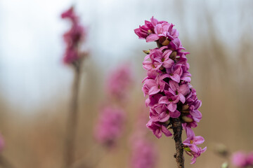 Kwitnący wawrzynek wilczełyko w porannym świetle wiosennego lasu © Elżbieta Kaps