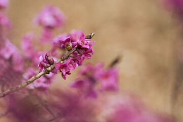 Kwitnący wawrzynek wilczełyko w porannym świetle wiosennego lasu © Elżbieta Kaps