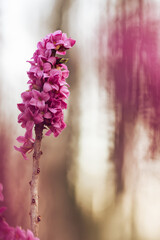 Kwitnący wawrzynek wilczełyko w porannym świetle wiosennego lasu © Elżbieta Kaps