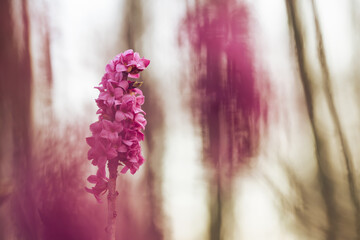 Kwitnący wawrzynek wilczełyko w porannym świetle wiosennego lasu © Elżbieta Kaps