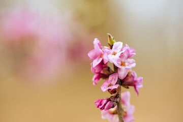 Kwitnący wawrzynek wilczełyko w porannym świetle wiosennego lasu © Elżbieta Kaps