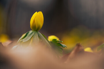 Ranniki – pierwsze wiosenne kwiaty w lesie w ciepłym porannym świetle © Elżbieta Kaps