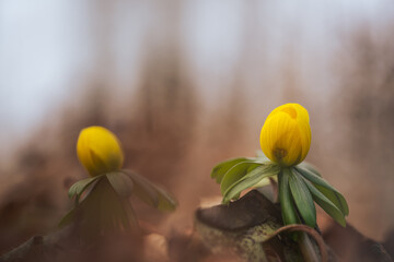 Ranniki – pierwsze wiosenne kwiaty w lesie w ciepłym porannym świetle © Elżbieta Kaps