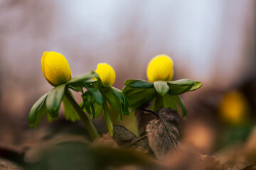 Ranniki – pierwsze wiosenne kwiaty w lesie w ciepłym porannym świetle © Elżbieta Kaps