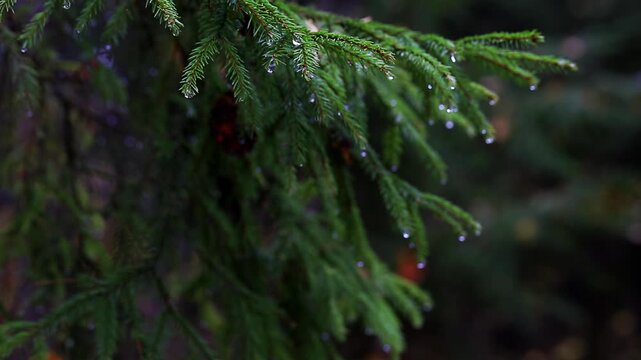 Close-up view of vibrant green pine tree needles adorned with sparkling water droplets, suggesting recent rain or morning moisture. Soft bokeh effect creates blurry background. Detail of natural fores