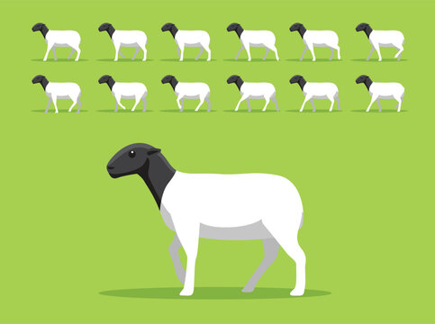 Dorper Sheep Animal Animation Walking Cartoon Vector Illustration