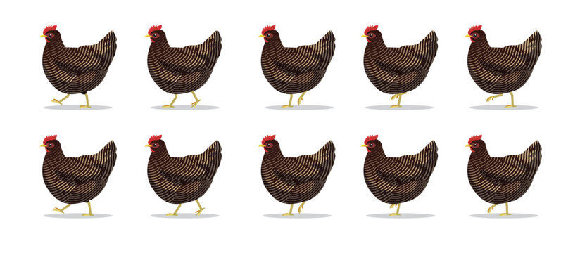 Marans Chicken Animal Animation Sequence Cartoon Vector