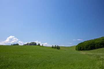 Green Hills and Tree Lines in Betsukai, Hokkaido