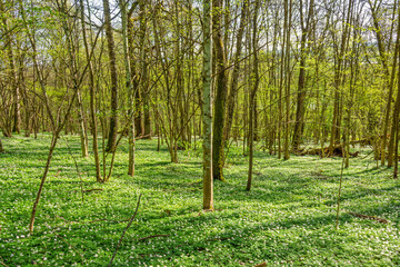 Fototapeta premium Lush green budding foliage in a deciduous forest in spring