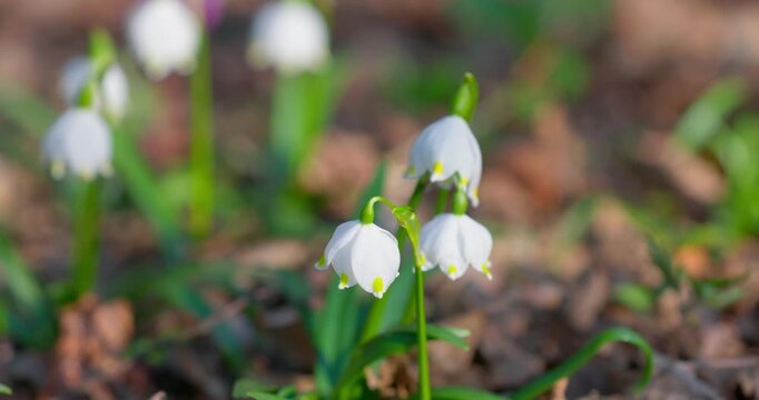 Spring Snowflake (Leucojum vernum) Flower Blooming in Forest, Croatia