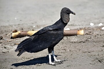 Black Vulture Standing on Ground