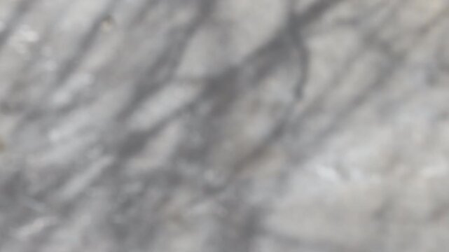 The shadow of a tree sways on a white background